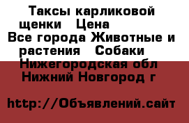 Таксы карликовой щенки › Цена ­ 20 000 - Все города Животные и растения » Собаки   . Нижегородская обл.,Нижний Новгород г.